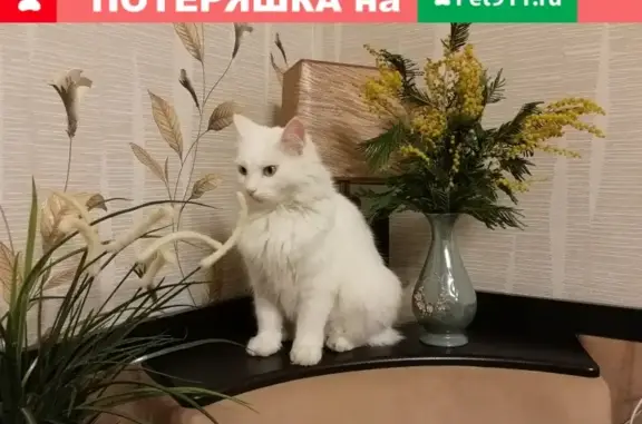 Пропала кошка Муся, Геленджик, ул. Мирная 9