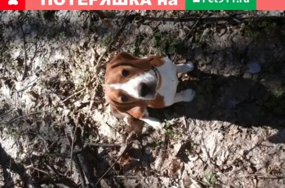 Пропала собака Боня в Саратовском районе
