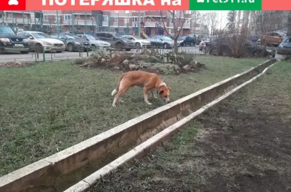 Найдена собака на Первомайской, 8.