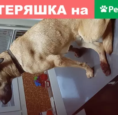 Найдена собака в Солнцево, Москва