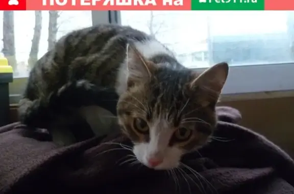 Найдена кошка на Криворожской улице в Москве