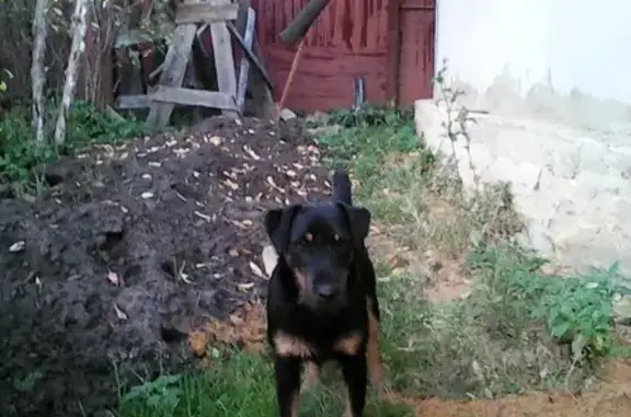Пропала собака Якут, район реки Рыбница, Гать, вознаграждение.