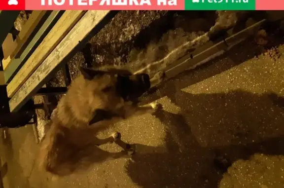Найдена собака, Нижний Новгород, фото: Собака Лохматая на улице в Нижнем Новгороде.