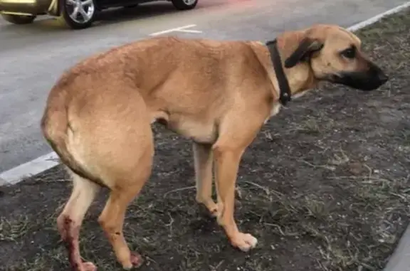Найдена собака в Солнцево, в клинике