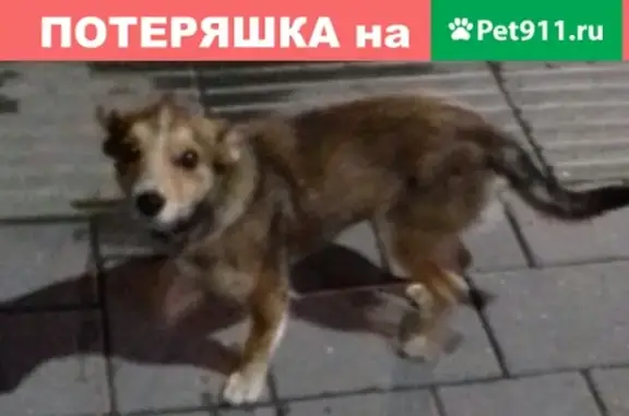 Собака найдена у Макдональдса на Красной Площади, Новороссийск