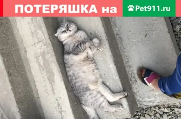 Пропала кошка Британец в Новороссийске, ул. Ежевичная, 45
