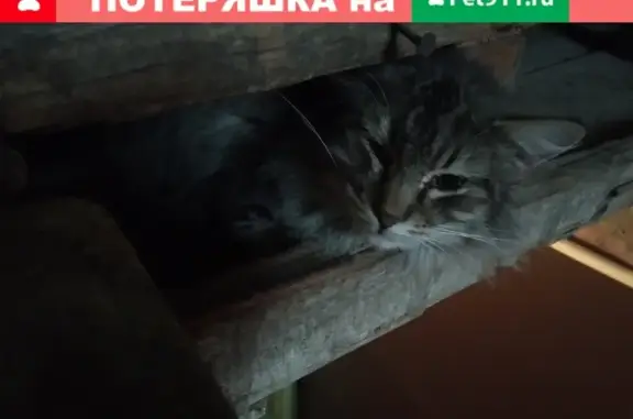 Пропала кошка, ищем хозяев - Ростов-на-Дону.