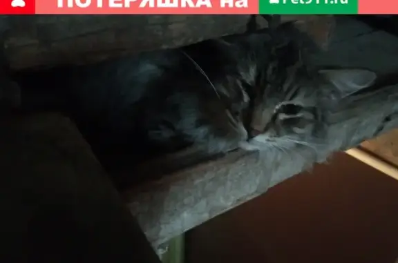 Найденные животные Ростов-на-Дону, фото: Найдена кошка, ищем хозяев в Ростове