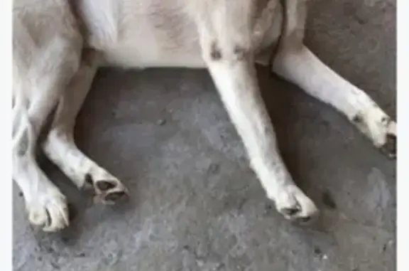Найдена собака в Перевалово, нужна помощь!