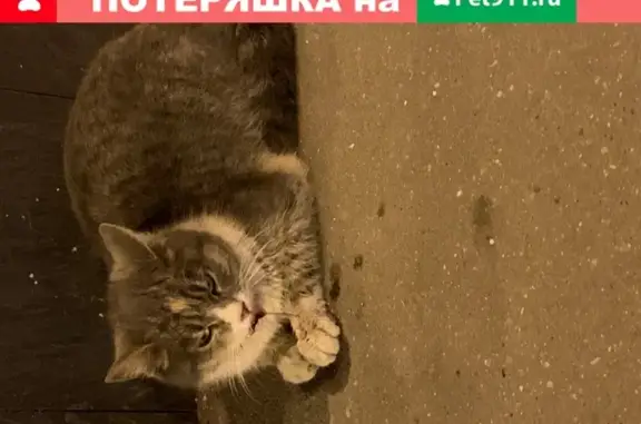 Найдена кошка возле Даниловского супермаркета, ищем хозяев!