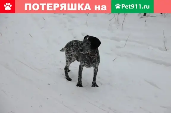 Пропала собака Лацик на ул. Адриена Лежена 28/1, Новосибирск