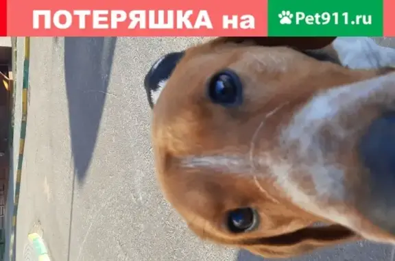 Потеряшка собака возле магазина Калинка, ул. Покровская, 16