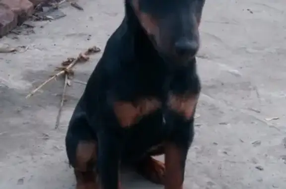 Пропала собака: щенок ягд терьера в районе Рем завода.