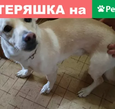 Найдена чистая собака с ошейником в Уфе