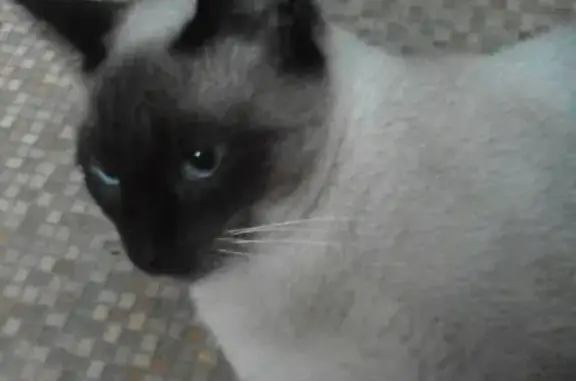 Пропала кошка Мурзик в Черноморском, Краснодарский край