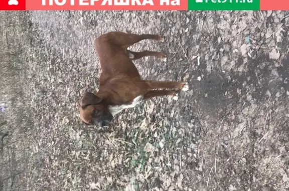 Потерян пёс без ошейника в Алешкинском лесу ближе к депо