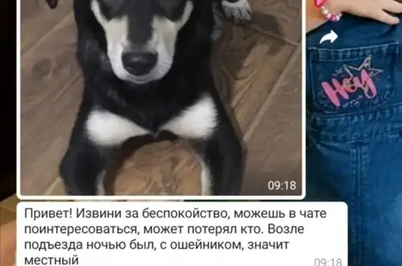 Найдена собака около метро Аннино, Чертаново Южное.