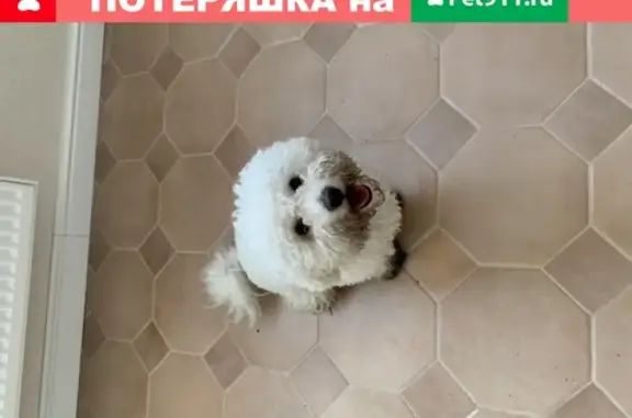 Найдена собака на 2-й Краснодарской улице