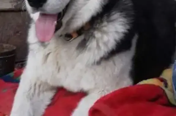Пропала собака Босс в Орске, ищем 2 дня