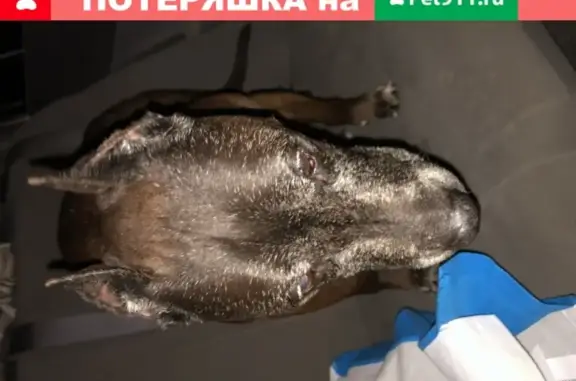Найден здоровый голодный пёс на Технической улице в Екатеринбурге