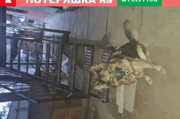 Найдена собака в Красногорске, мкр. Опалиха, ул. Папанина, д. 34