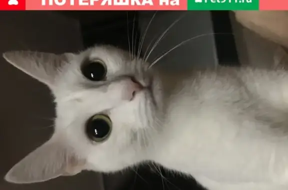 Пропала кошка на ул. Липатова, 1А, Казань