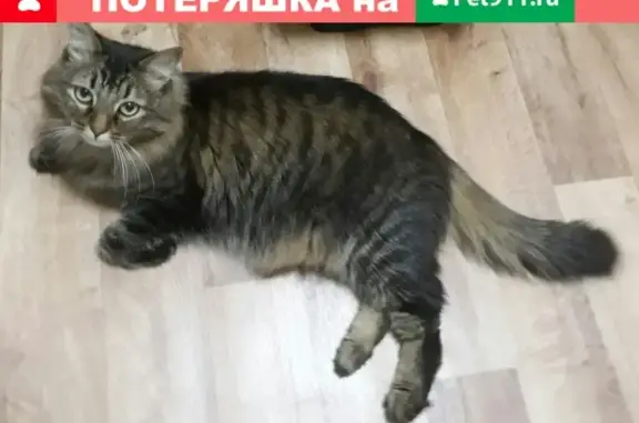 Пропал кот Васька в Среднеуральске!