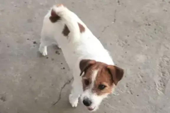 Пропала собака Джек Рассел в Краснодаре