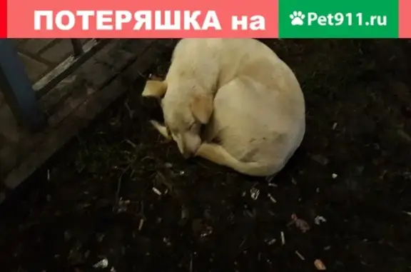 Найдена собака на Никитской улице в Курске