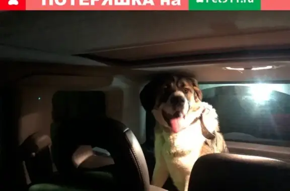 Собака найдена в Чехове, нужен хозяин!