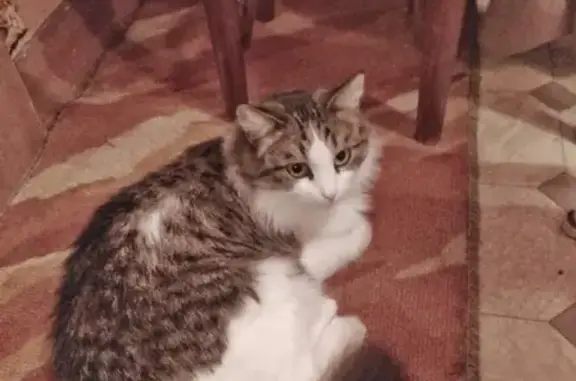 Кошки потеряшки, Чебоксары, фото: Потеряшка кошка в Чебоксарах, ул. Маршака, 4