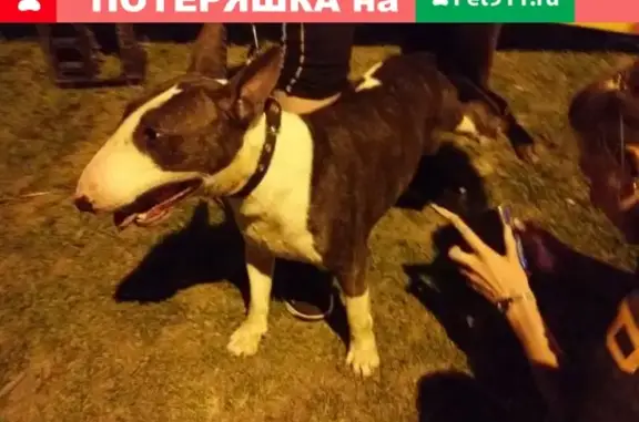Пропала собака Лора в районе Соловьиного проезда, Москва, 21.12 в 19.00!