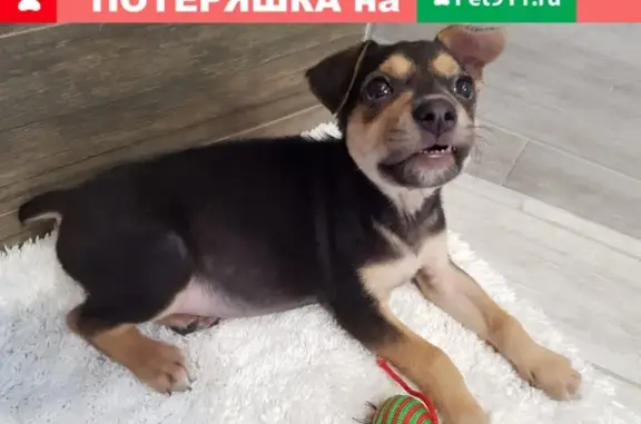 Найдена собака на ул. Пальмиро Тольятти в Таганроге