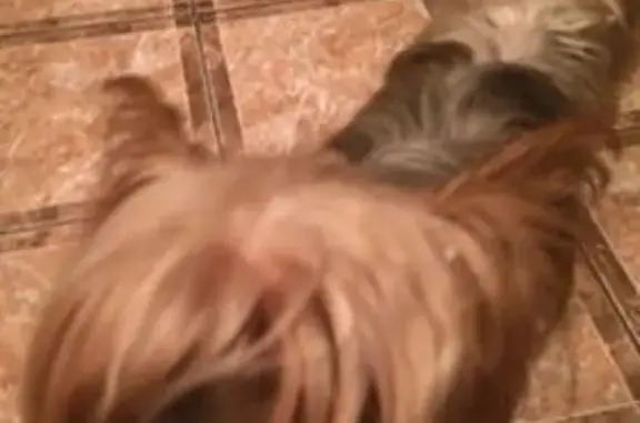 Найдена собака, Москва, фото: Найдена трехцветная собака на Уссурийской улице в Москве