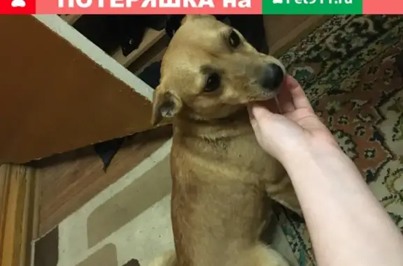 Найдена собака на ул. Циолковского 6, Липецк