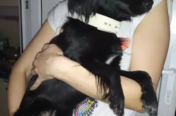 Найдена девочка-собака возле школы 50 в Новокузнецке