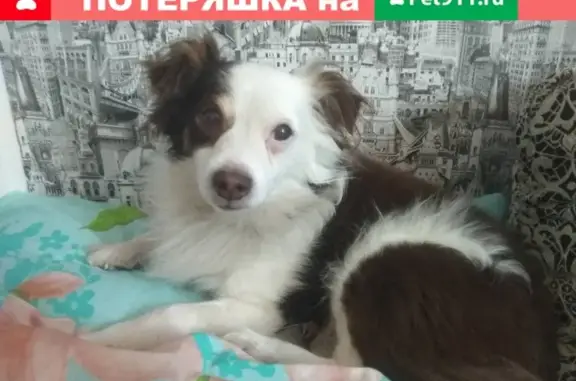 Пропал пёс Бим на улице Воропаева
