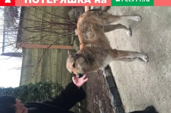 Найдена собака в Черкизово, Московская область