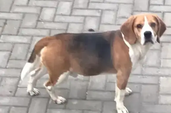 Найдена бегающая собака в Киреевском районе