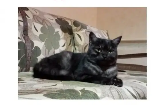 Чёрная кошка с белым подшёрстком найдена в Москве