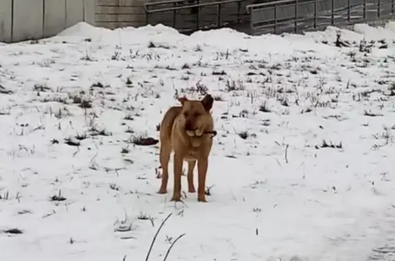 Найдена добрая собака в Советском районе Казани