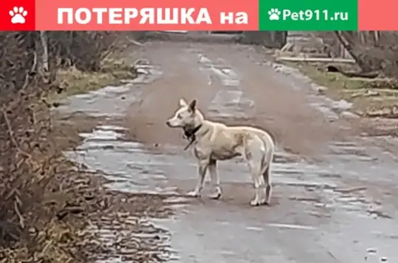 Найдена трусливая собака в ДПК Ленинец