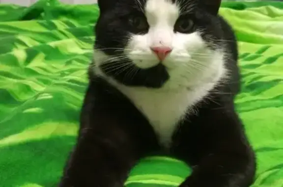 Найдена кошка, Екатеринбург, фото: Найдена кошка в Екатеринбурге на Сибирском тракте