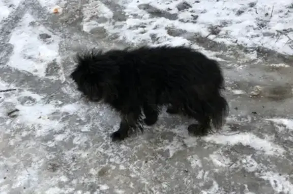 Собака найдена возле парка Матросова в Ленинском районе