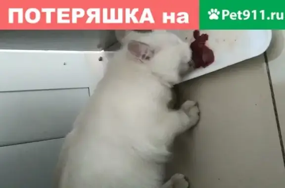 Найдена белая кошка в Подольских Просторах