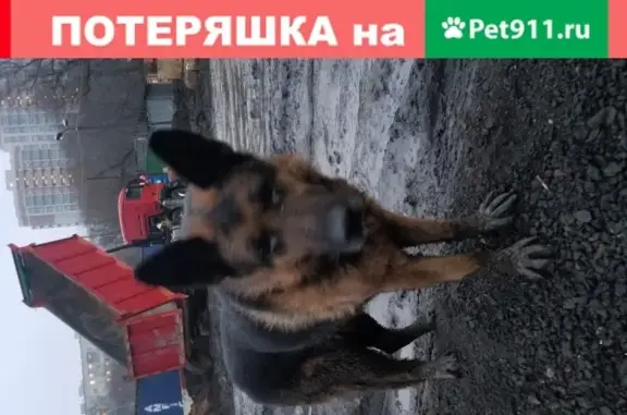 Найдена собака в Москве, Походный проезд, 6с24