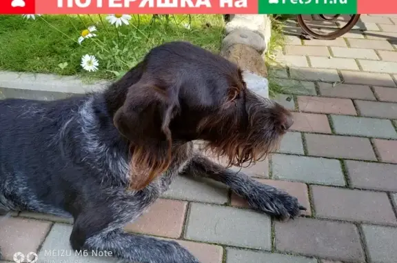 Собаки потеряшки, Игнатьево, фото: Потеряшка собака Юси в Игнатьево, Московская область