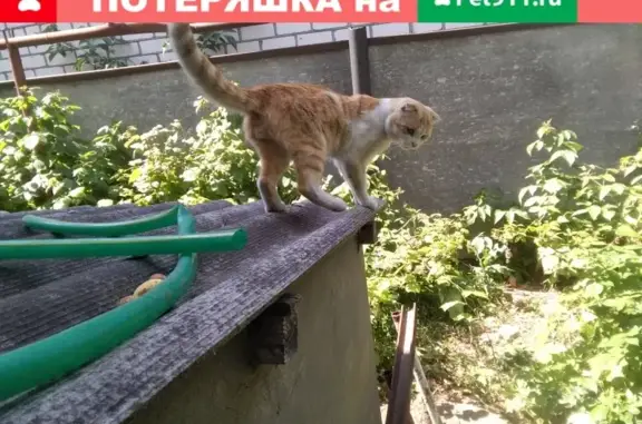 Пропала кошка в Михайловске, Шпаковском районе (адрес указан)