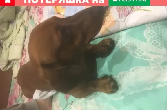Найдена собака на улице Оломоуцкой, 18, Волжский