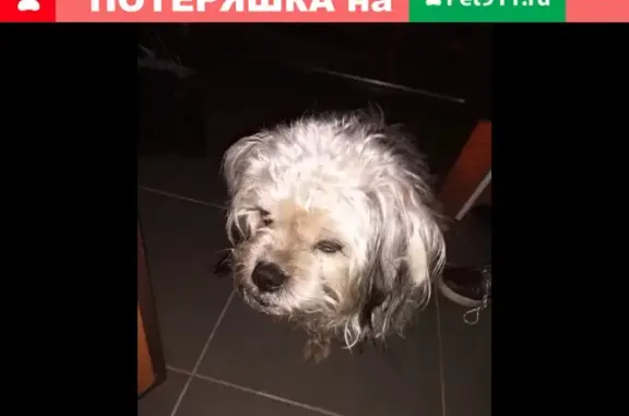 Найдена собака в Тойкино, Йошкар-Ола